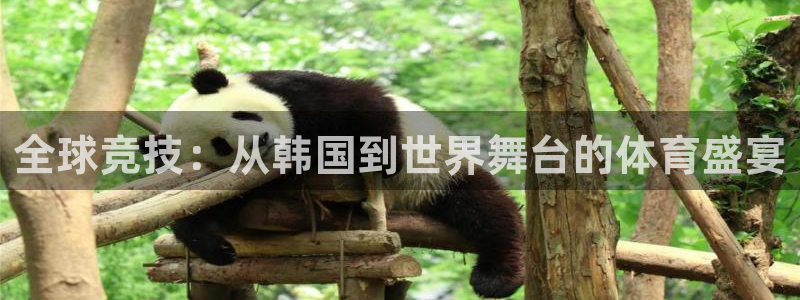 JJB竞技宝官方集团官网:全球竞技:从韩国到世界舞台的体育盛